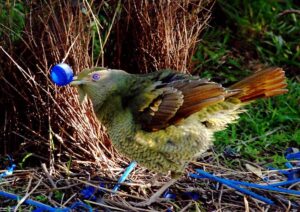 An Australian Satin Bowerbird collecting blue shiny things